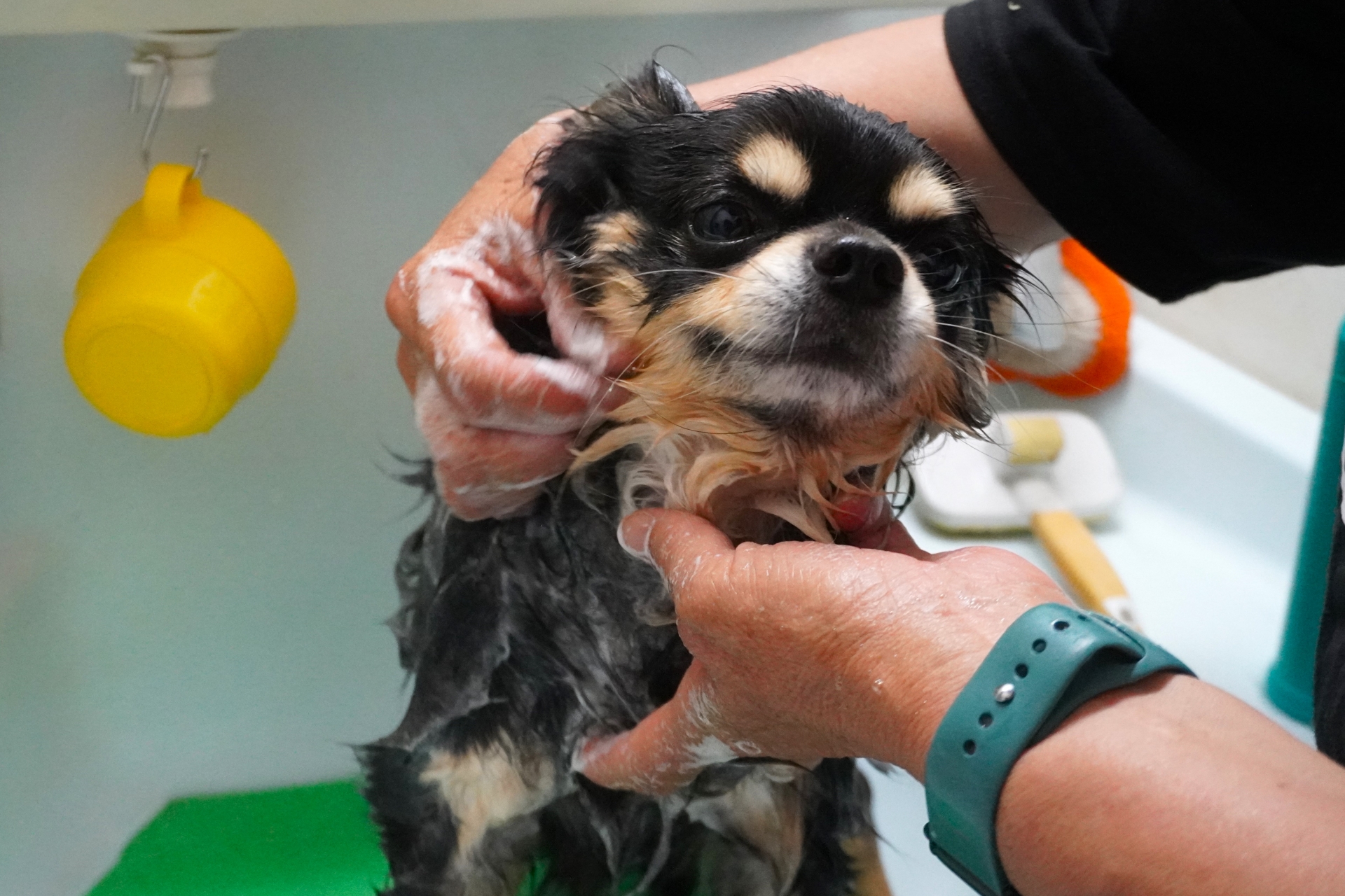 犬のシャンプーをスムーズに行うコツ