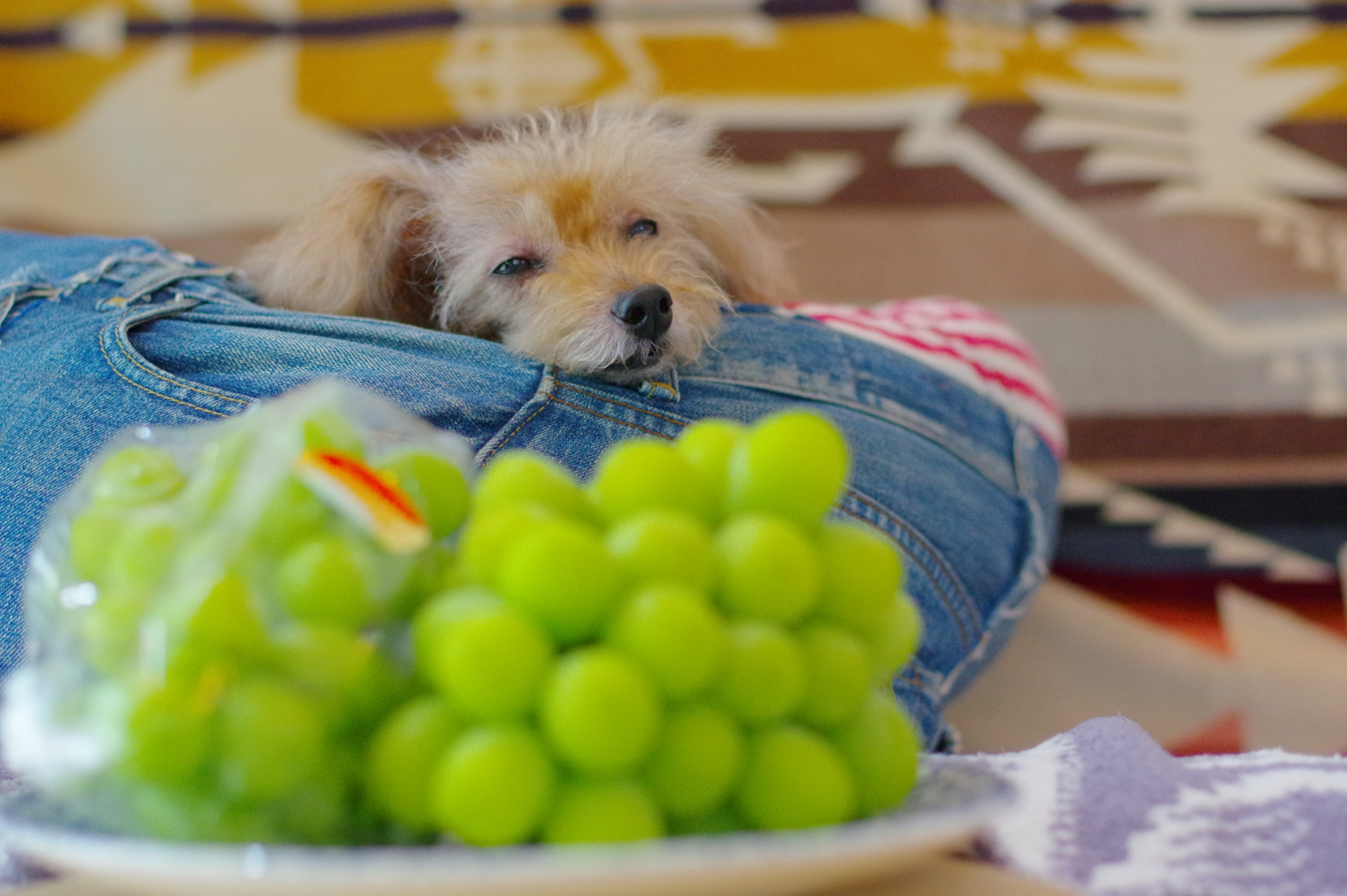 なぜ犬にぶどうを与えてはいけないのか