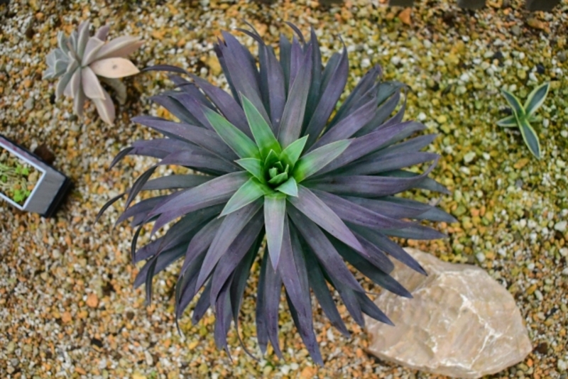 ドライガーデンにおすすめの植物を検索中