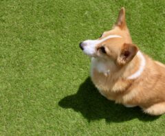 犬の「おすわり」のしつけ方！コツや必要な理由・始める時期も解説