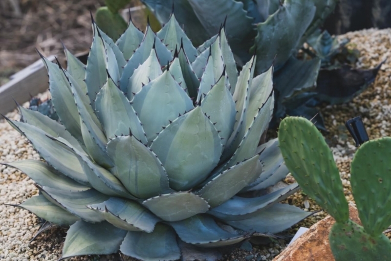 ドライガーデンにおすすめの植物を研究中