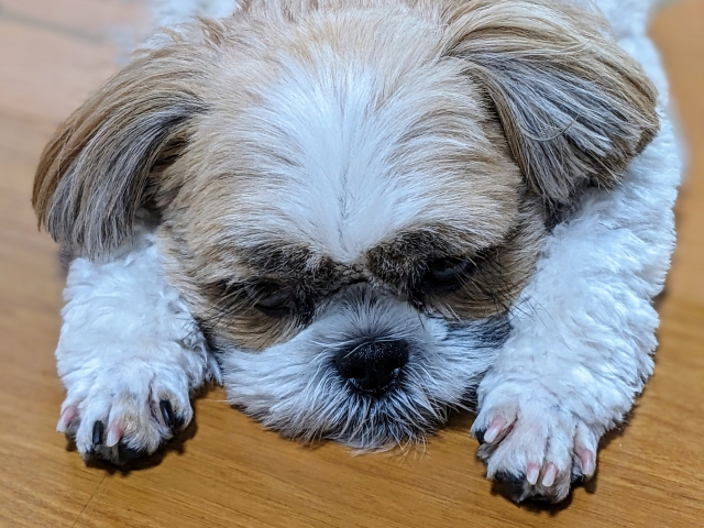 犬がナッツ類を食べたときの症状