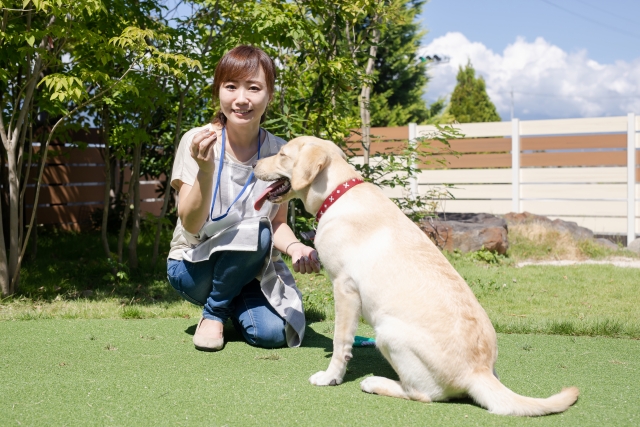 犬の「おすわり」のしつけ方