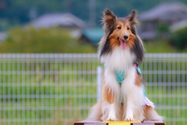 犬に「おすわり」を教えるときのコツ