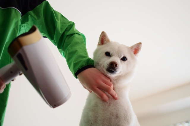 アトピー性皮膚炎の犬のシャンプーをする際の注意点