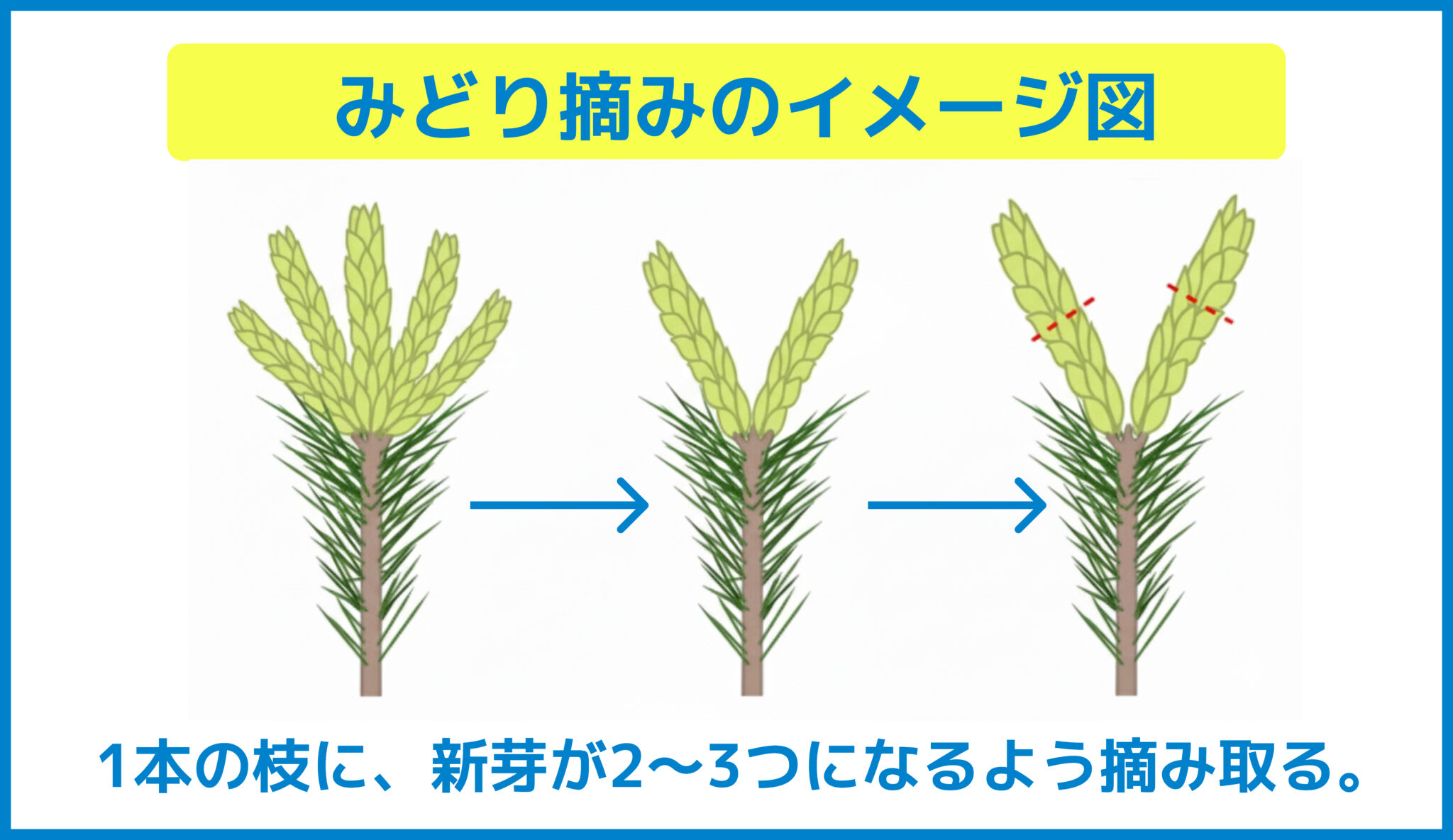 五葉松(ゴヨウマツ)の剪定時期・お手入れ方法を徹底解説！作業時の費用相場も【剪定図解付き】 - セーフリー
