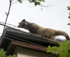 屋根裏に住み着いたハクビシン