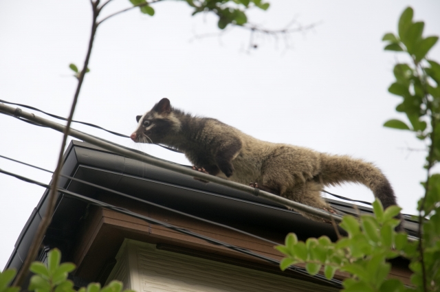 屋根裏に住み着いたハクビシン