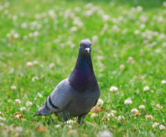 業者に依頼して駆除してもらいたい、鳩の画像