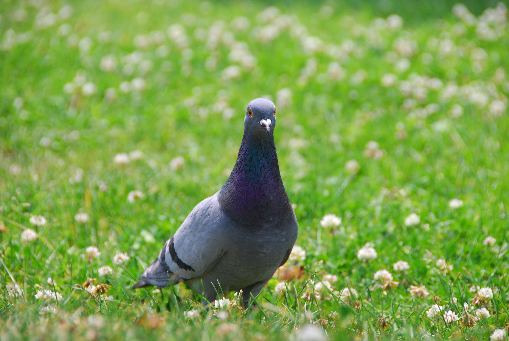 業者に依頼して駆除してもらいたい、鳩の画像