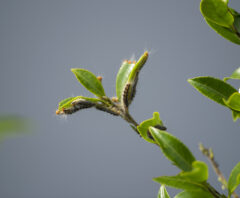 卵の間に駆除したいチャドクガの幼虫（毛虫）