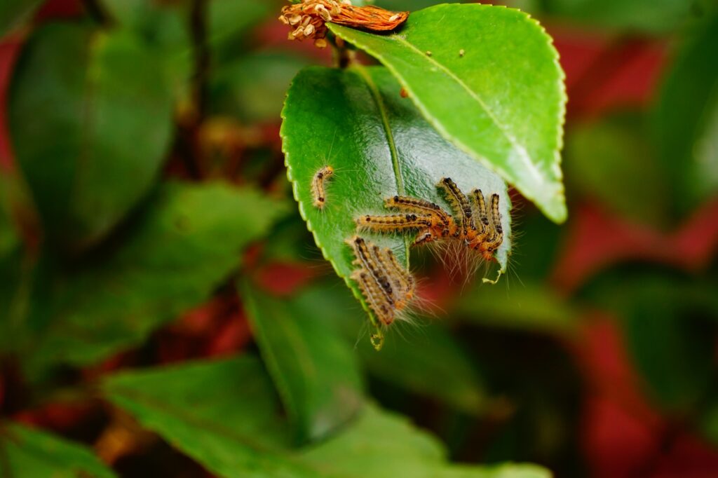 山茶花に毛虫が群がっている様子