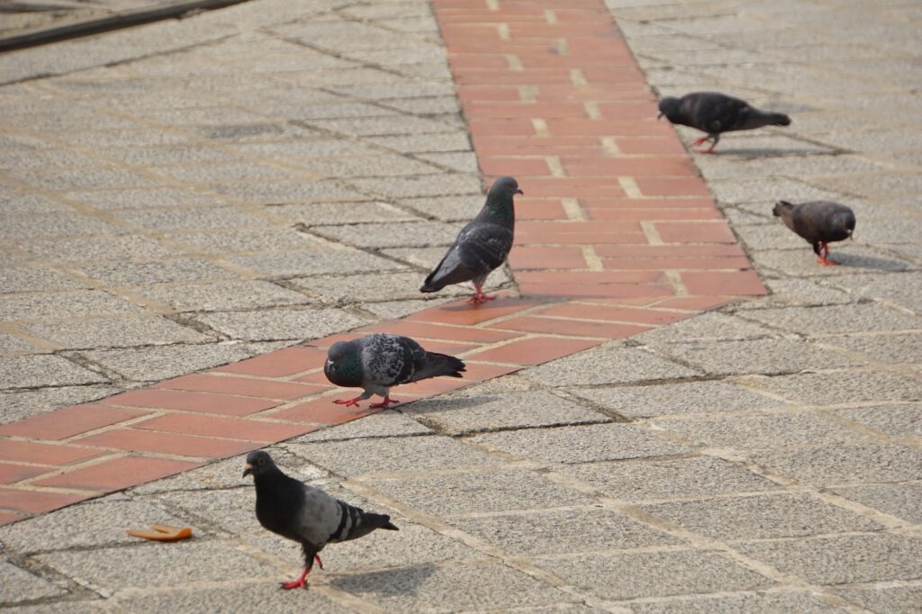 駆除される鳩が集まっている様子