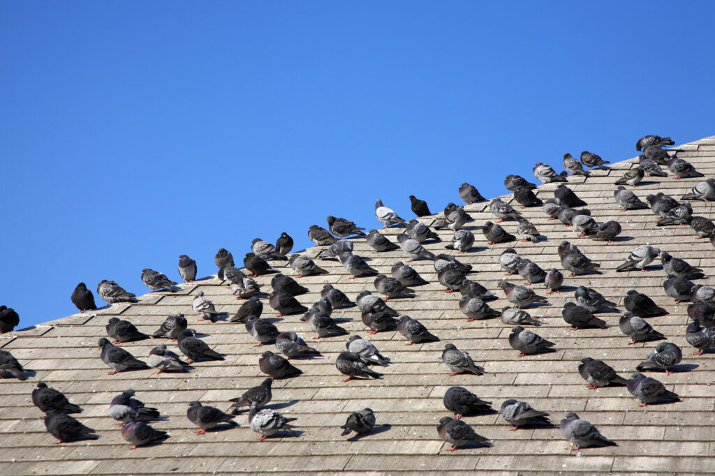 たくさんの鳩が屋根に集まっている様子