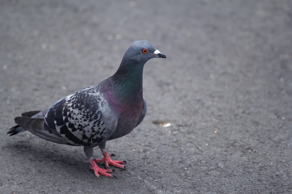 フンをする鳩対策をせずに、鳩が堂々と立っている様子