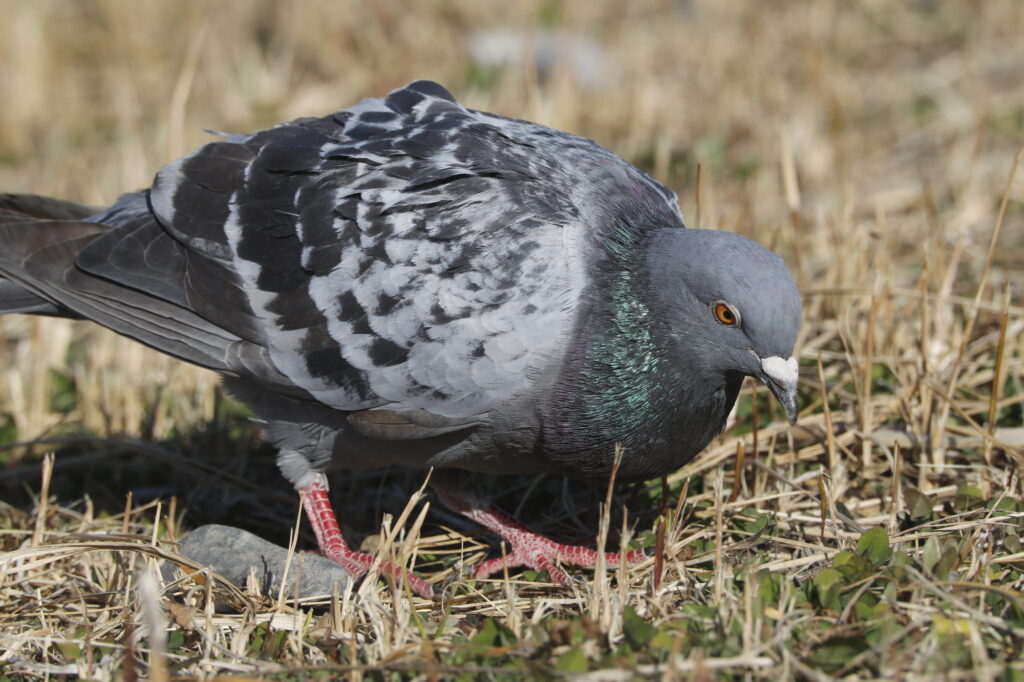 費用をかけて駆除される鳩