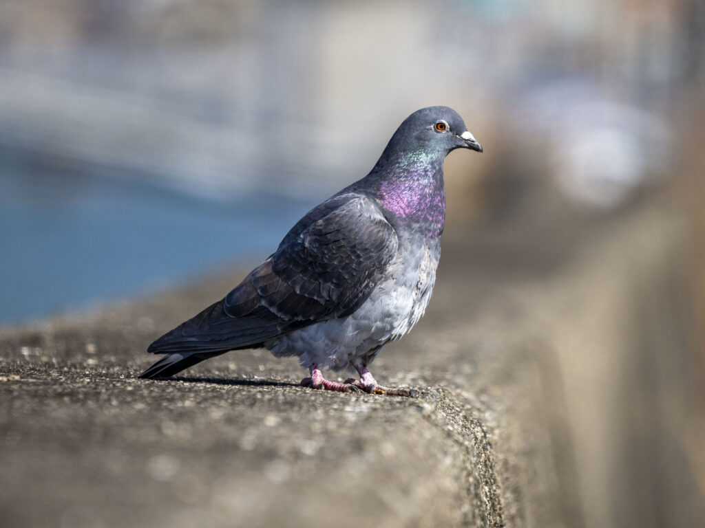 フン対策をされる鳩の様子