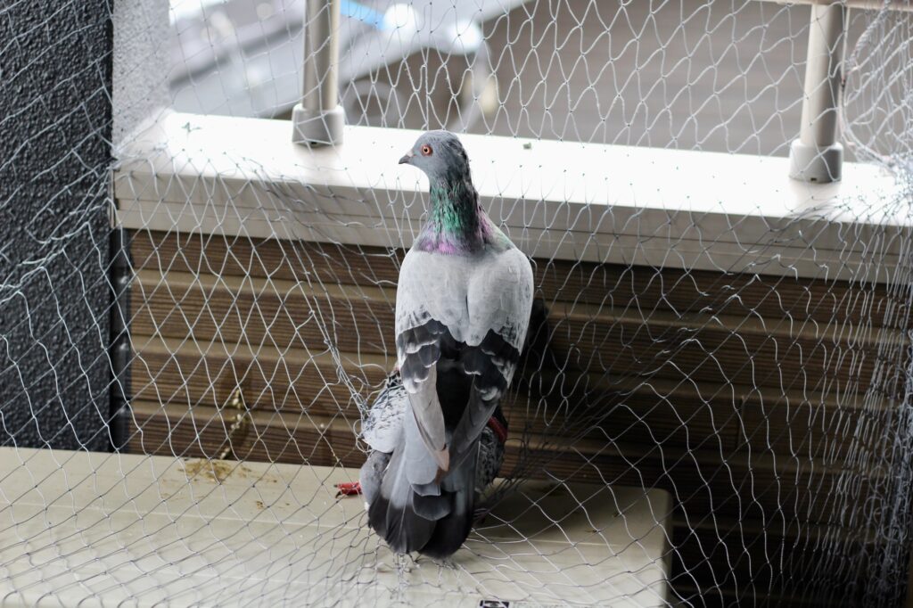 ベランダに居るフンをする鳩