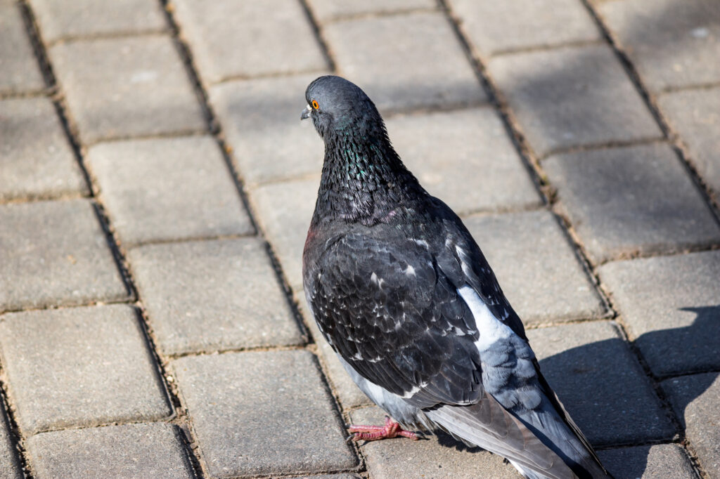 駆除したい鳩が歩いている様子