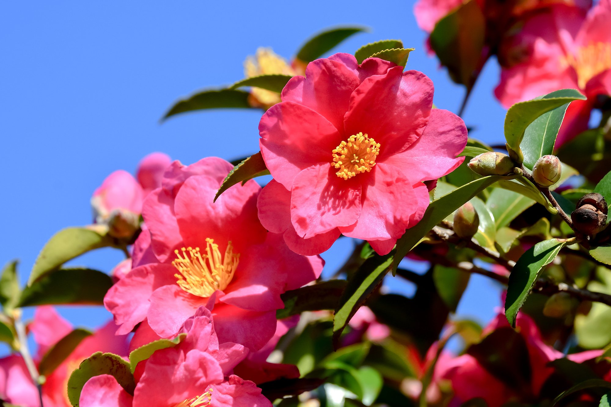 毛虫対策中の山茶花の画像