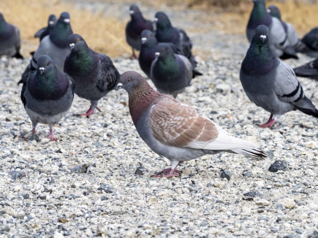 業者に駆除依頼される鳩