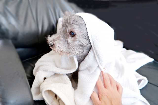 どうしても犬がシャンプーを嫌がるとき