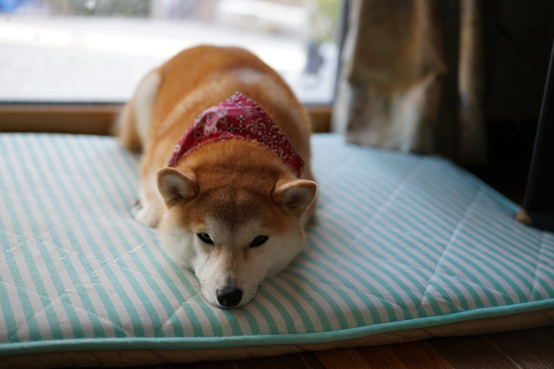 犬がキシリトールを摂取すると起きる中毒症状