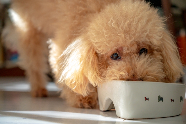 犬がぎんなんを食べてしまったときに起こり得る中毒症状