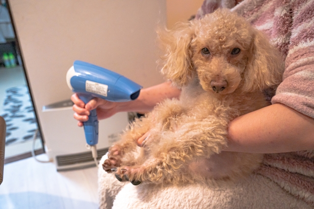 犬のシャンプー後の乾かし方の注意点