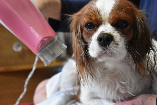 犬のシャンプー後に早く乾かすコツ