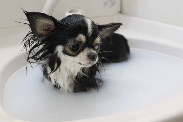 犬が嫌がらないシャンプーのコツ