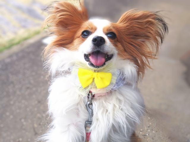 犬の飛びつきをやめさせるしつけ方法！飛びつく理由と放置リスクも解説