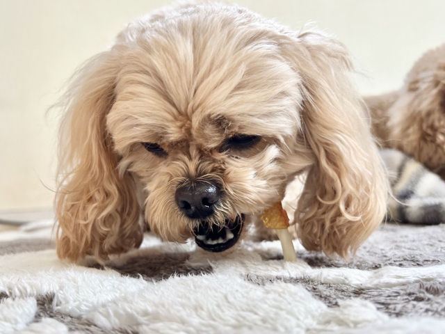 犬がぎんなんを食べてしまったときの対処法