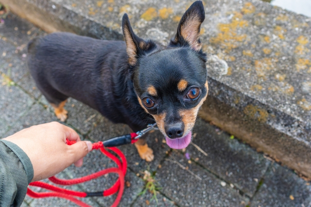 犬の散歩で役立つしつけ：ツケ