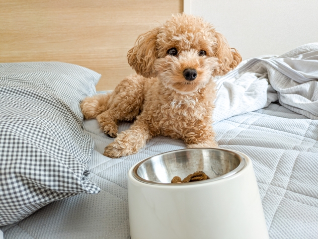 犬がマカダミアナッツを食べると起こり得る症状