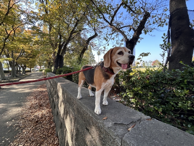 愛犬との散歩が楽しくなる！基本的なしつけ方