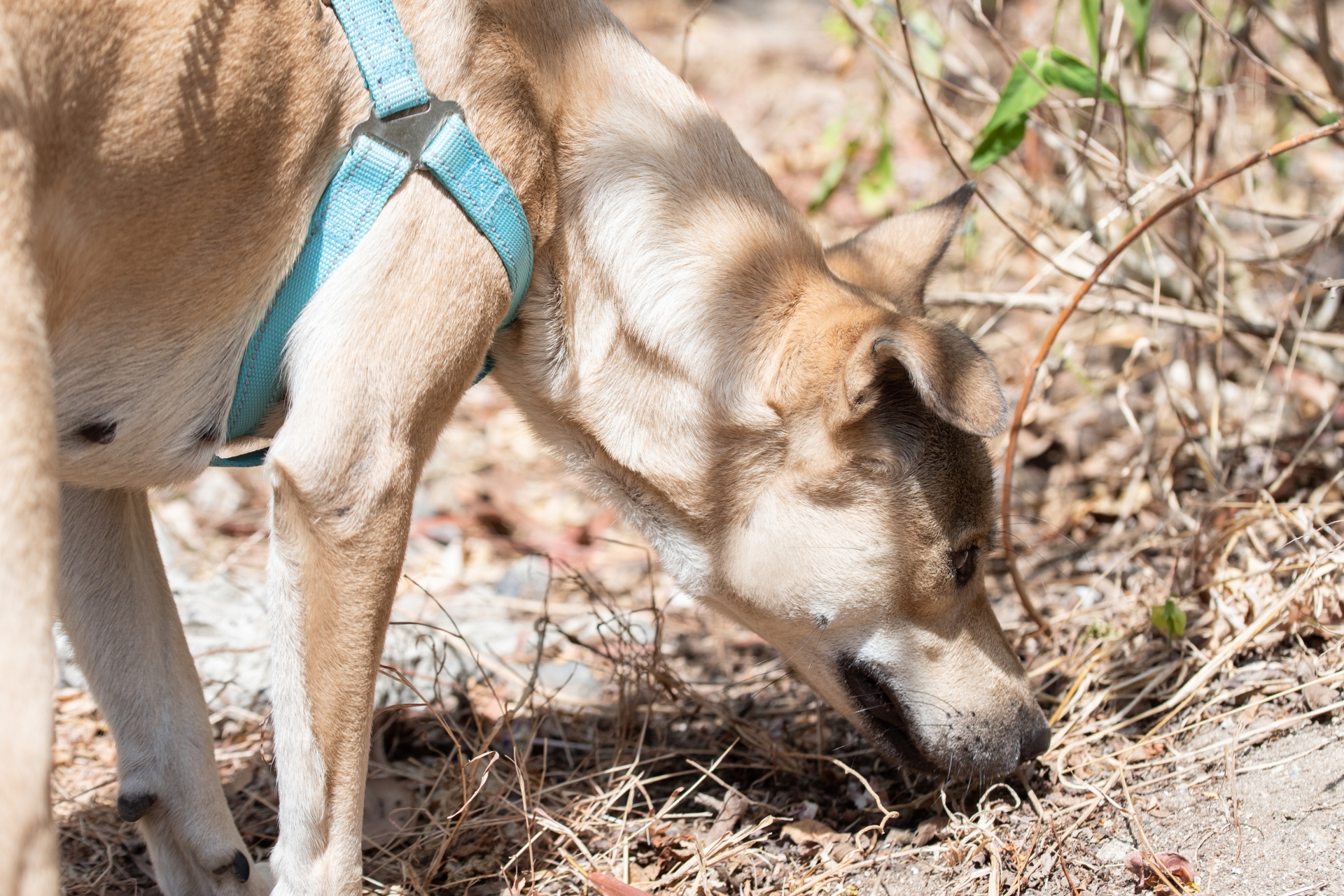 犬が拾い食いをしてしまう理由