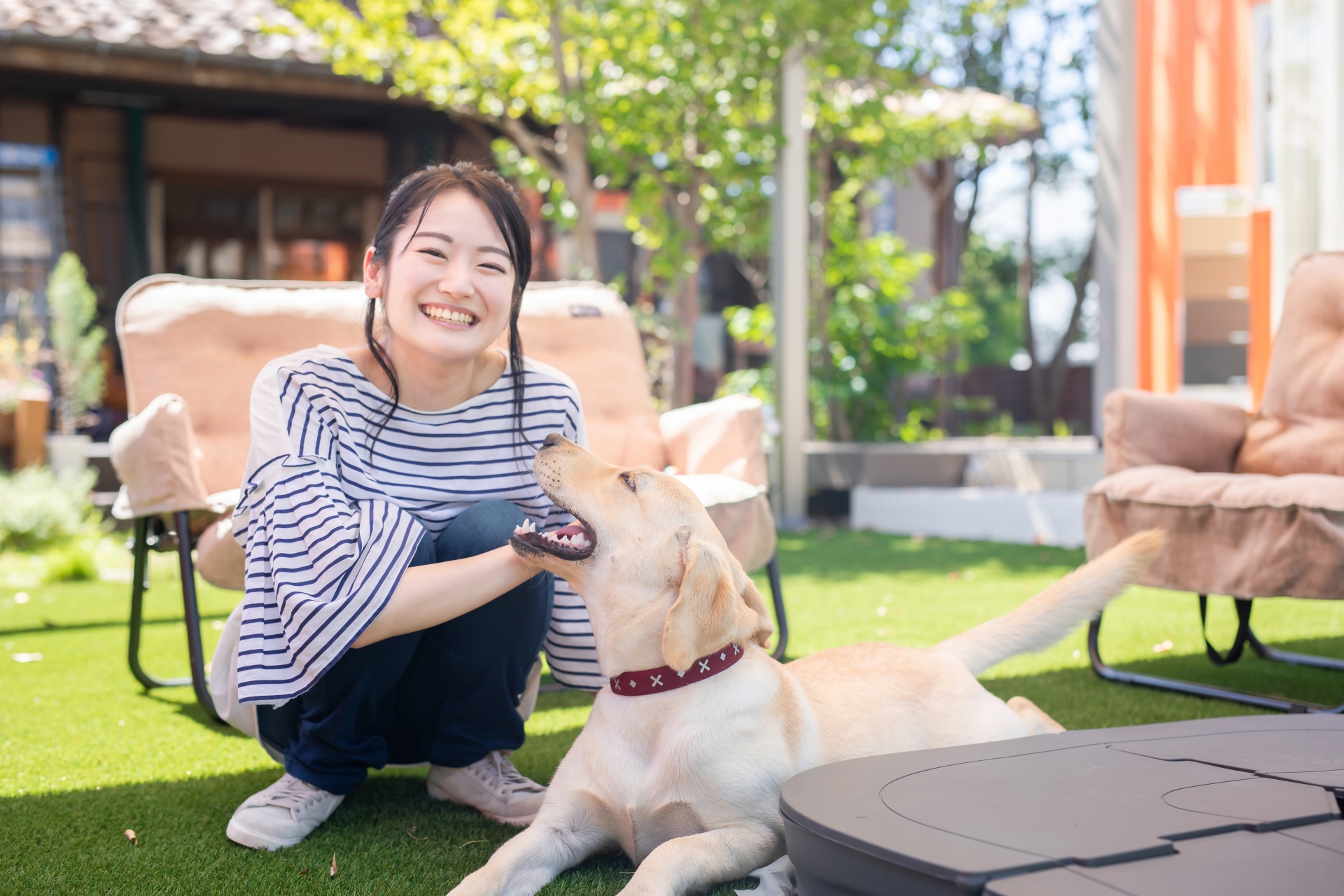 犬の『伏せ』のしつけ方・できるようになるメリットやよくある失敗