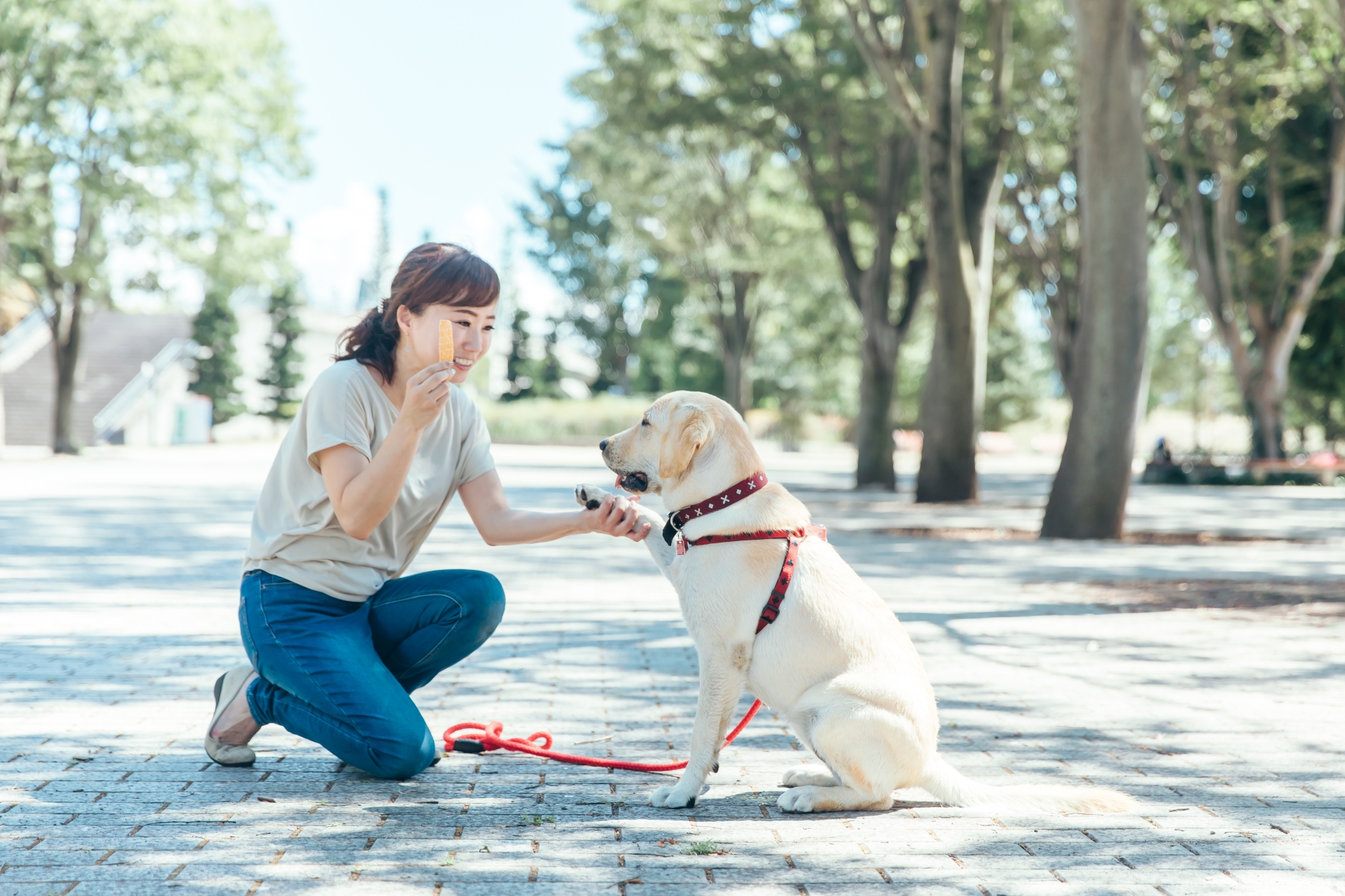 犬に伏せを教える手順とトレーニングのポイント