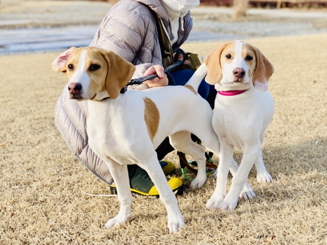 お得に犬のしつけ教室を利用する手順