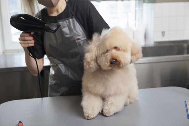 シャンプー後に犬の被毛を乾かすときのポイント