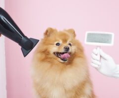 犬のシャンプー後の乾かし方4ステップ！早く乾かすコツなども解説