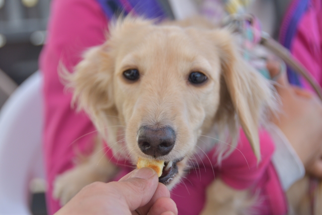 犬がシャンプー後のドライヤーを嫌がるときの対策