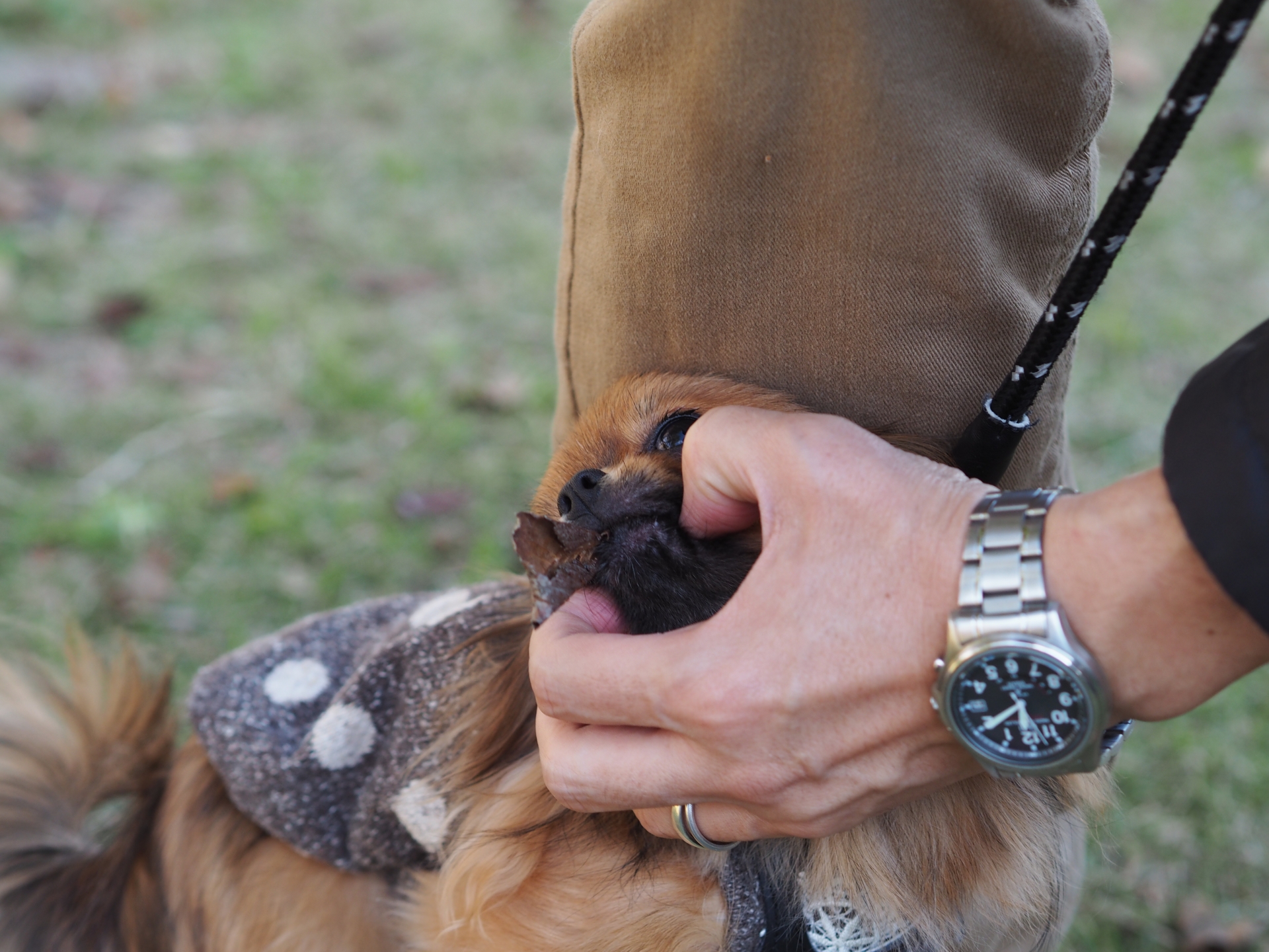 愛犬が拾い食いをしないようにしつける方法！食べてしまう理由や危険性も