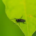 駆除したい便所バチ（コウカアブ）