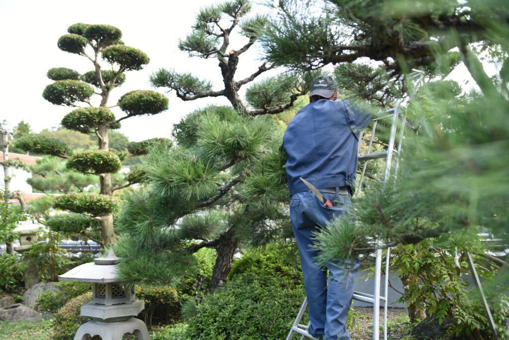 費用相場で引き受けた植木屋が伐採する木を見極めている様子