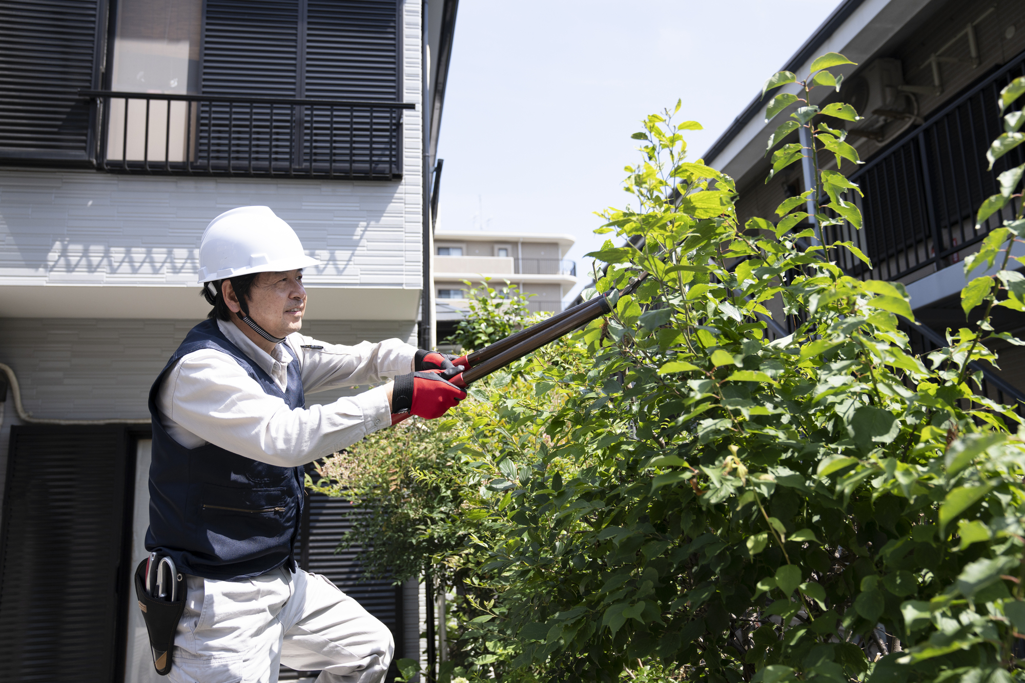 相場費用で引き受けてくれた植木屋や造園業者が木を伐採している様子