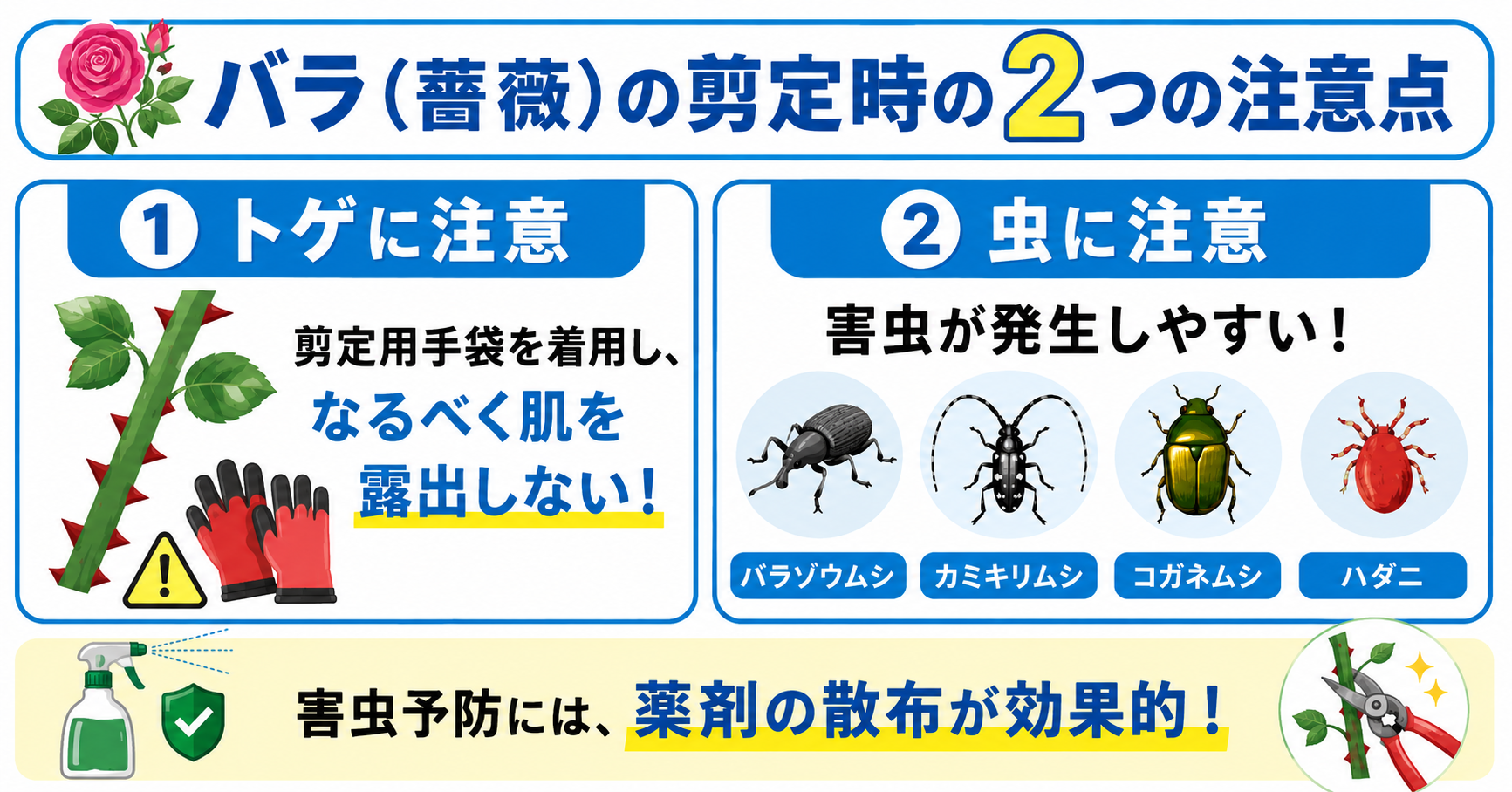 バラ（薔薇）の剪定時の2つの注意点