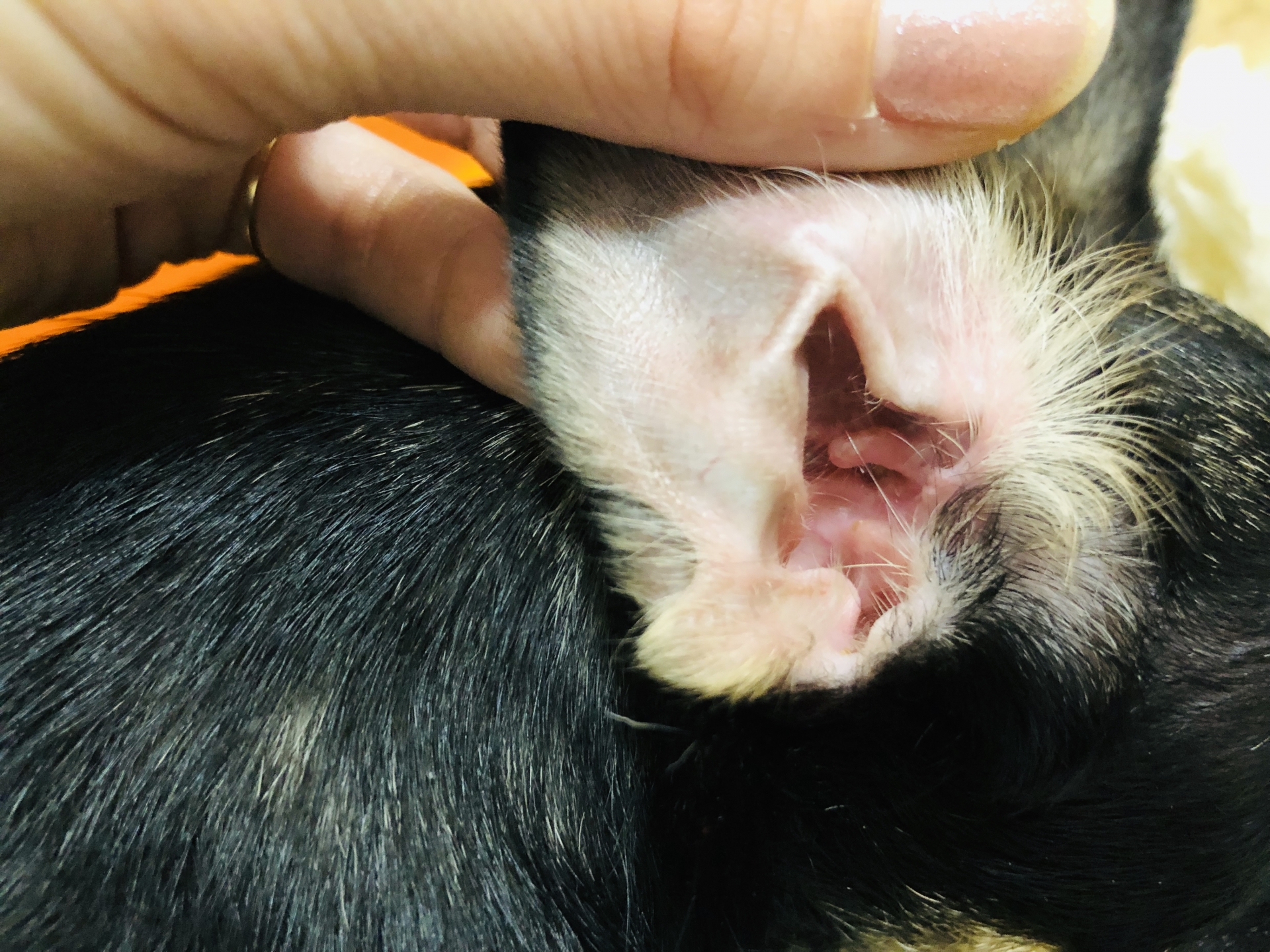 掃除だけでなく耳の状態もチェックする