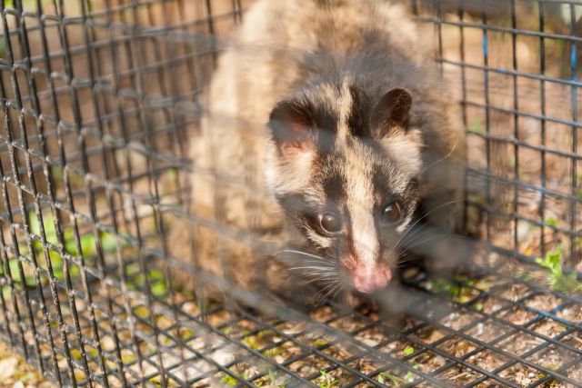 ハクビシン捕獲